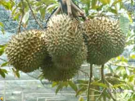 Bài giảng Tiếng Việt 4 - Bài (Chính tả): Sầu riêng - Năm học 2022-2023 - Phạm Thị Hương Giang